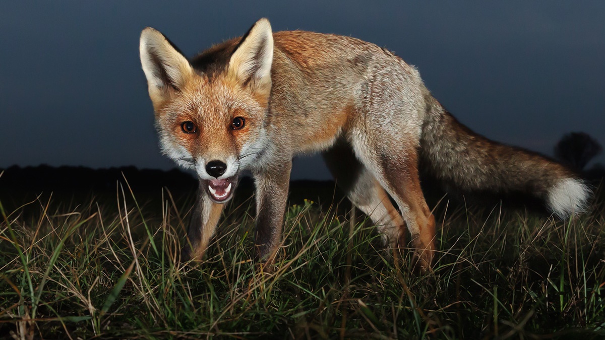IntroductiontoWildlifeManagement IntroductiontoWildlifeManagement